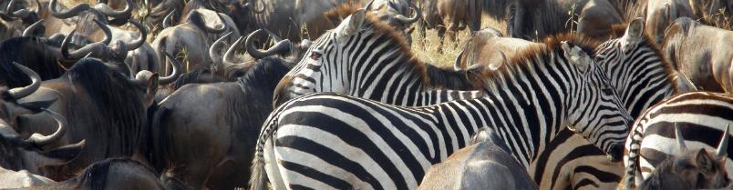 Ngorongoro Crater Zebra & Wildebeest